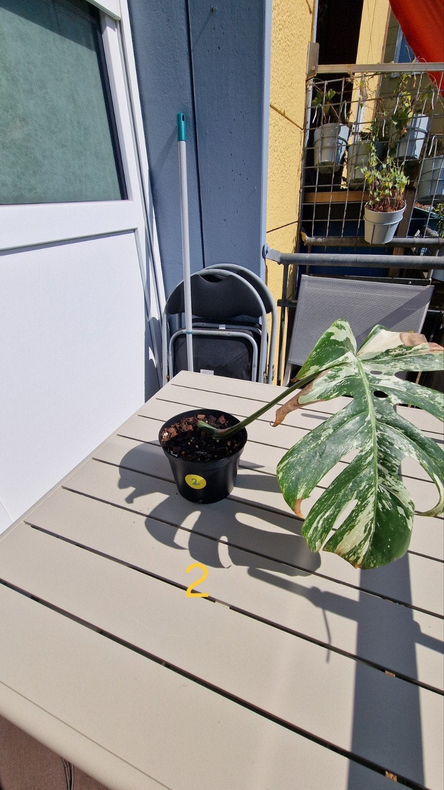 Monstera albo stekken, Ophalen, Halfschaduw, Minder dan 100 cm