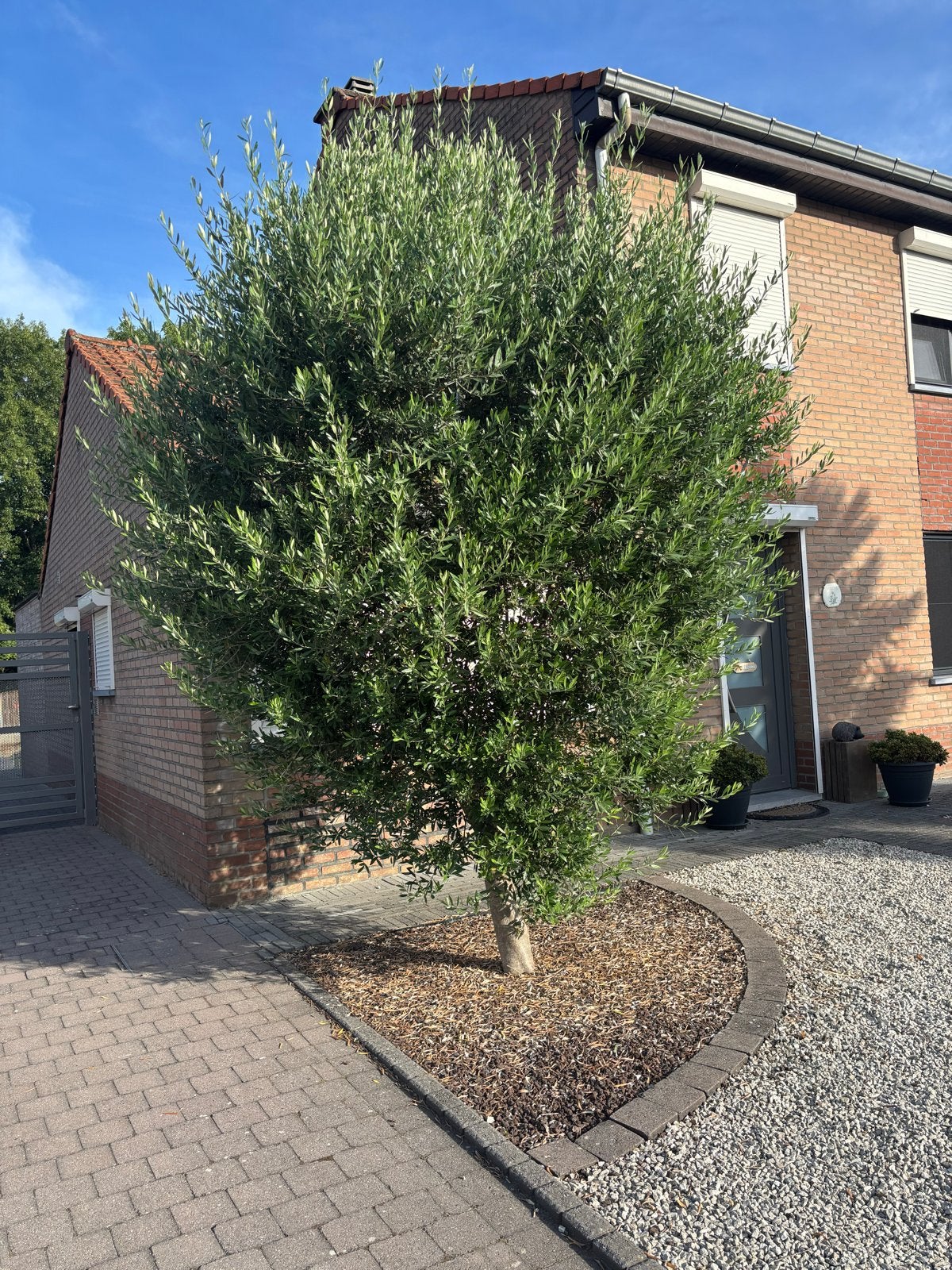 Prachtige Olijfboom - Stamomtrek 38cm, Lente, Olijfboom, 250 tot 400 cm, Ophalen