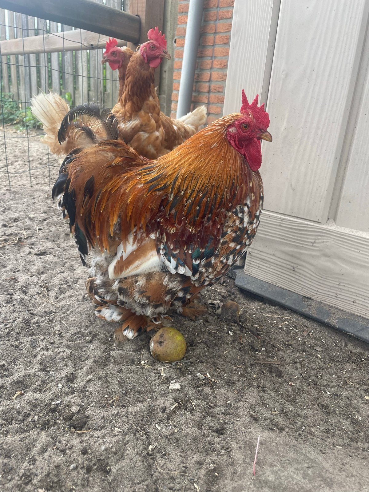 Mooie en lieve chochin kriel haan, Dieren en Toebehoren, Mannelijk, Kip