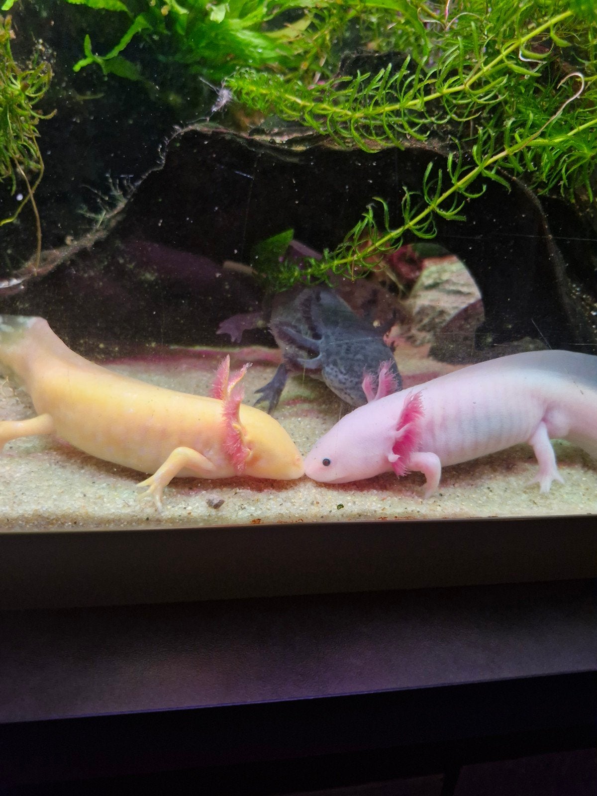 axolotl 4 lieverds, Overige typen, Zoetwatervis