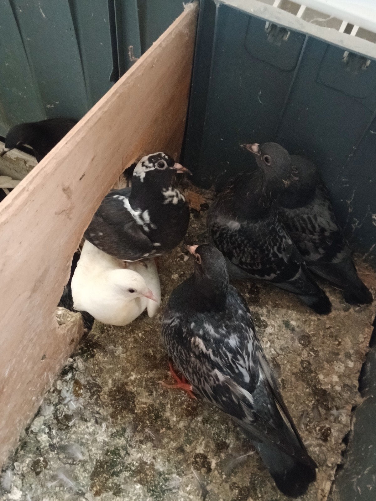 Duiven, Dieren en Toebehoren, Meerdere dieren, Overige soorten