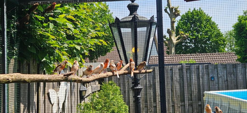 Zeer mooie harlekijn kanaries, Dieren en Toebehoren