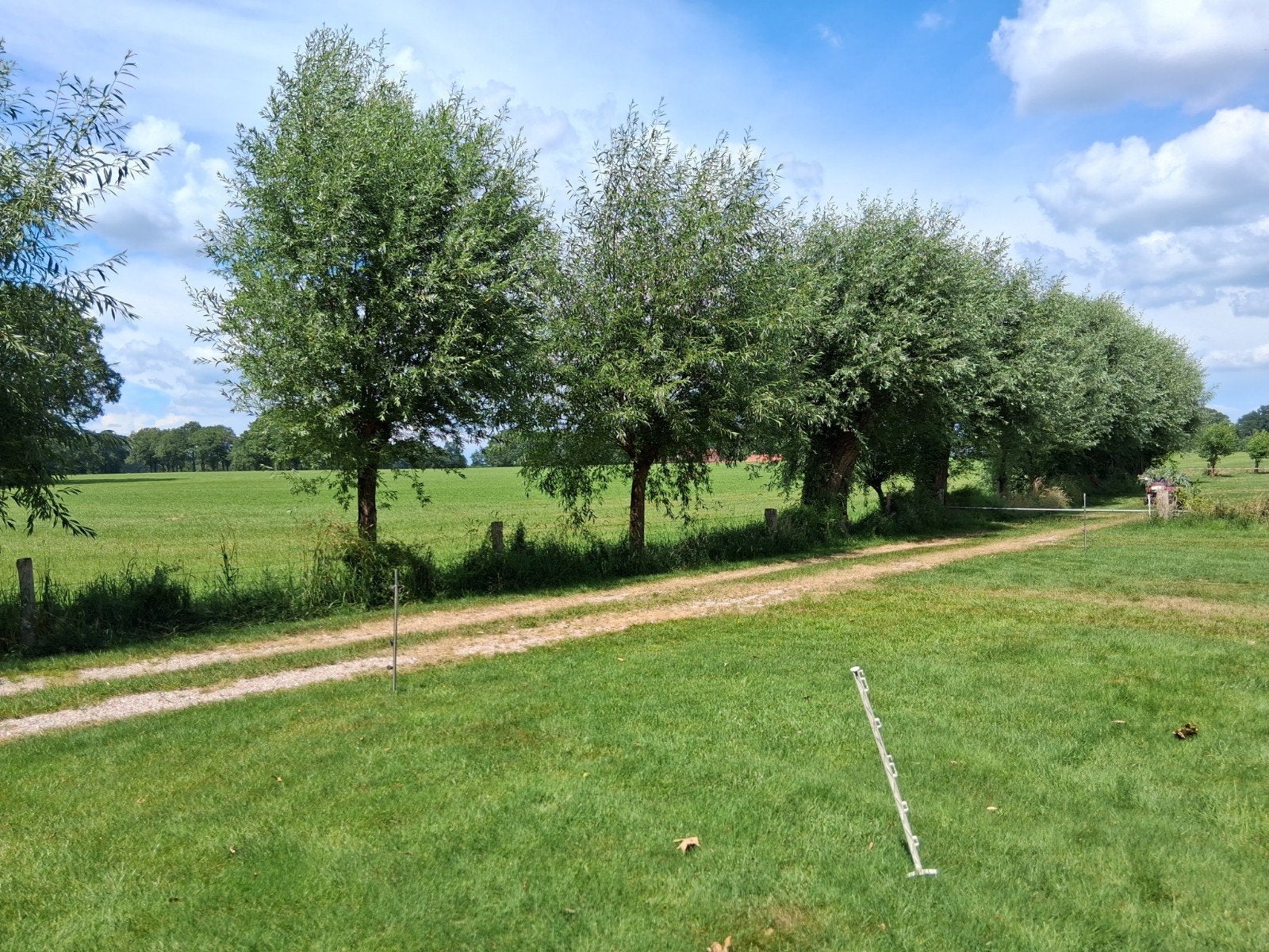 Wilgentakken, Overige soorten, Zomer, 400 cm of meer, Ophalen