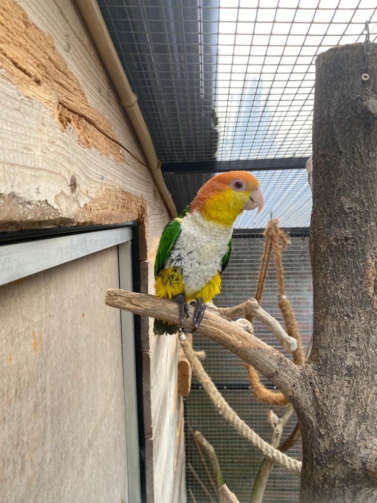Kweek man roestkopcaique 2018, Dieren en Toebehoren, Vogels | Overige Vogels, Mannelijk, Geringd
