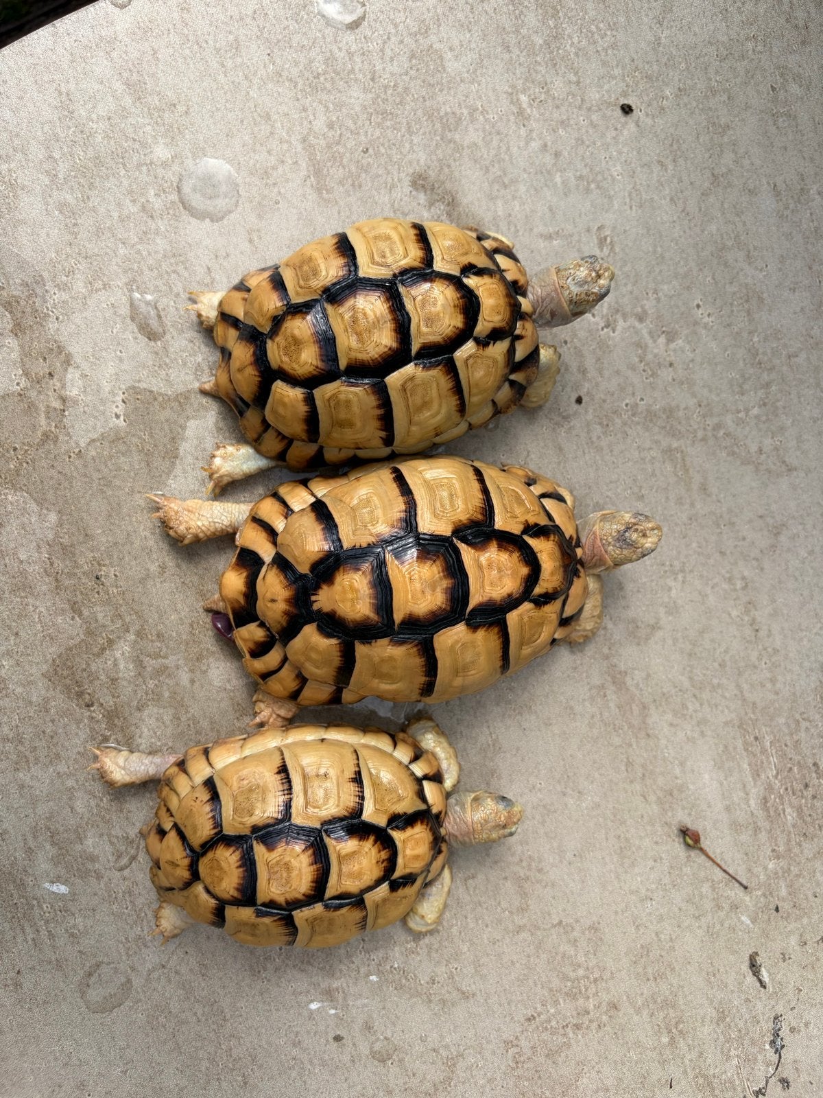 Testudo Kleinmanni 1.2, Dieren en Toebehoren, Reptielen en Amfibieën, Schildpad, Tam, 3 tot 6 jaar