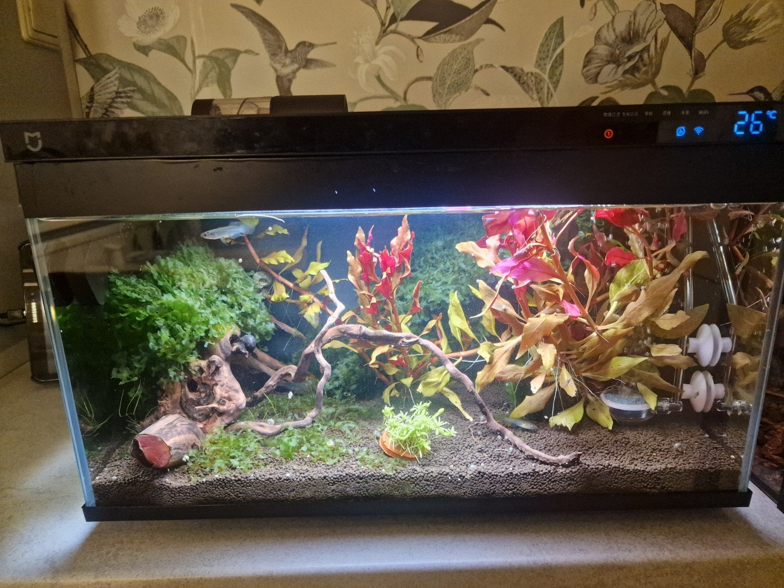Xiaomi Smart Aquariums te koop, Ophalen, Inclusief toebehoren, Zo goed als nieuw, Gevuld zoetwateraquarium