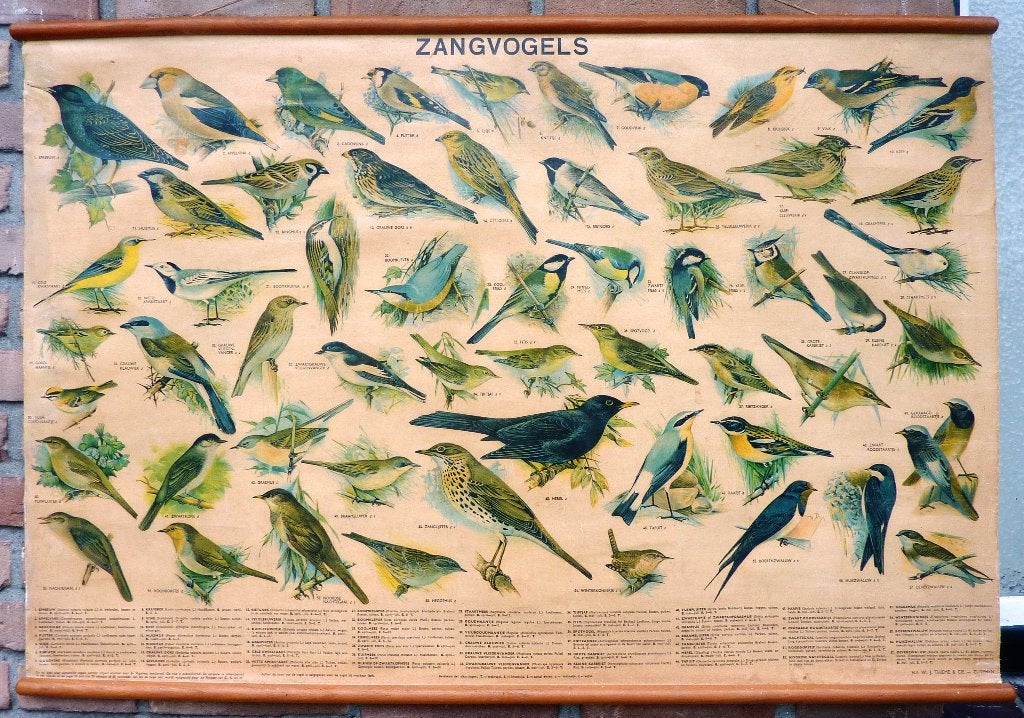 Een mooie vogel schoolplaat met de zangvogel, Ophalen of Verzenden, Natuur en Biologie