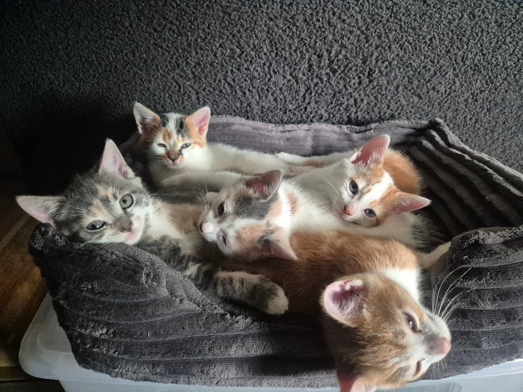 Kittens zoeken gouden mandje, Dieren en Toebehoren, Meerdere dieren, Ontwormd, 0 tot 2 jaar
