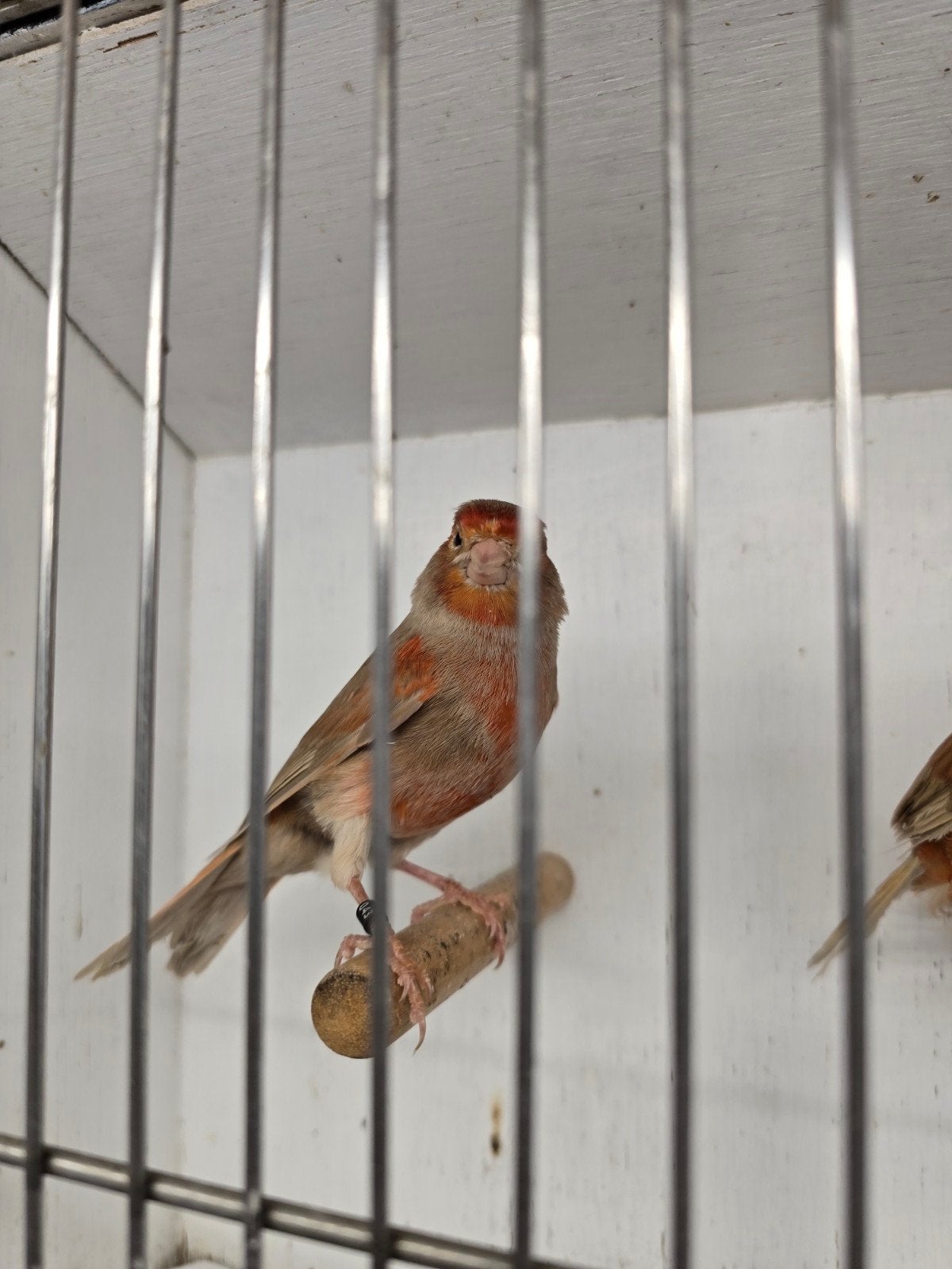Mooie een koppelen kanaries, Dieren en Toebehoren, Vogels | Kanaries, Meerdere dieren, Kleurkanarie