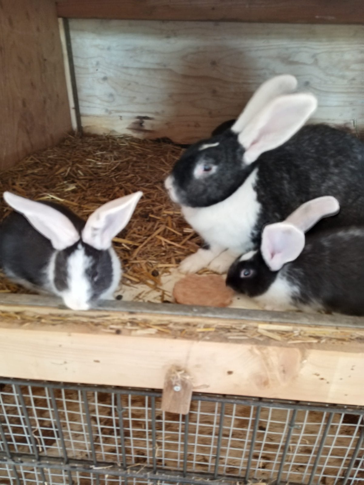 Jonge Vlaamse reus, Dieren en Toebehoren, Vrouwelijk, Groot
