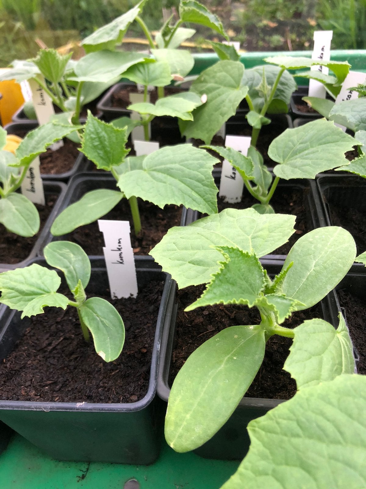 Diverse groenteplantjes en eetbare bloemen, Tuin en Terras, Planten | Tuinplanten, Ophalen, Eenjarig, Groenteplanten