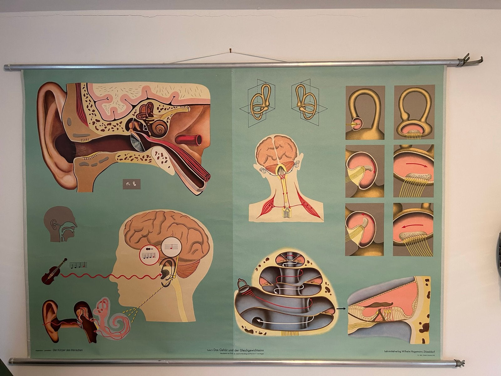 Schoolplaat Oor en Gehoor, Antiek en Kunst, Ophalen, Natuur en Biologie