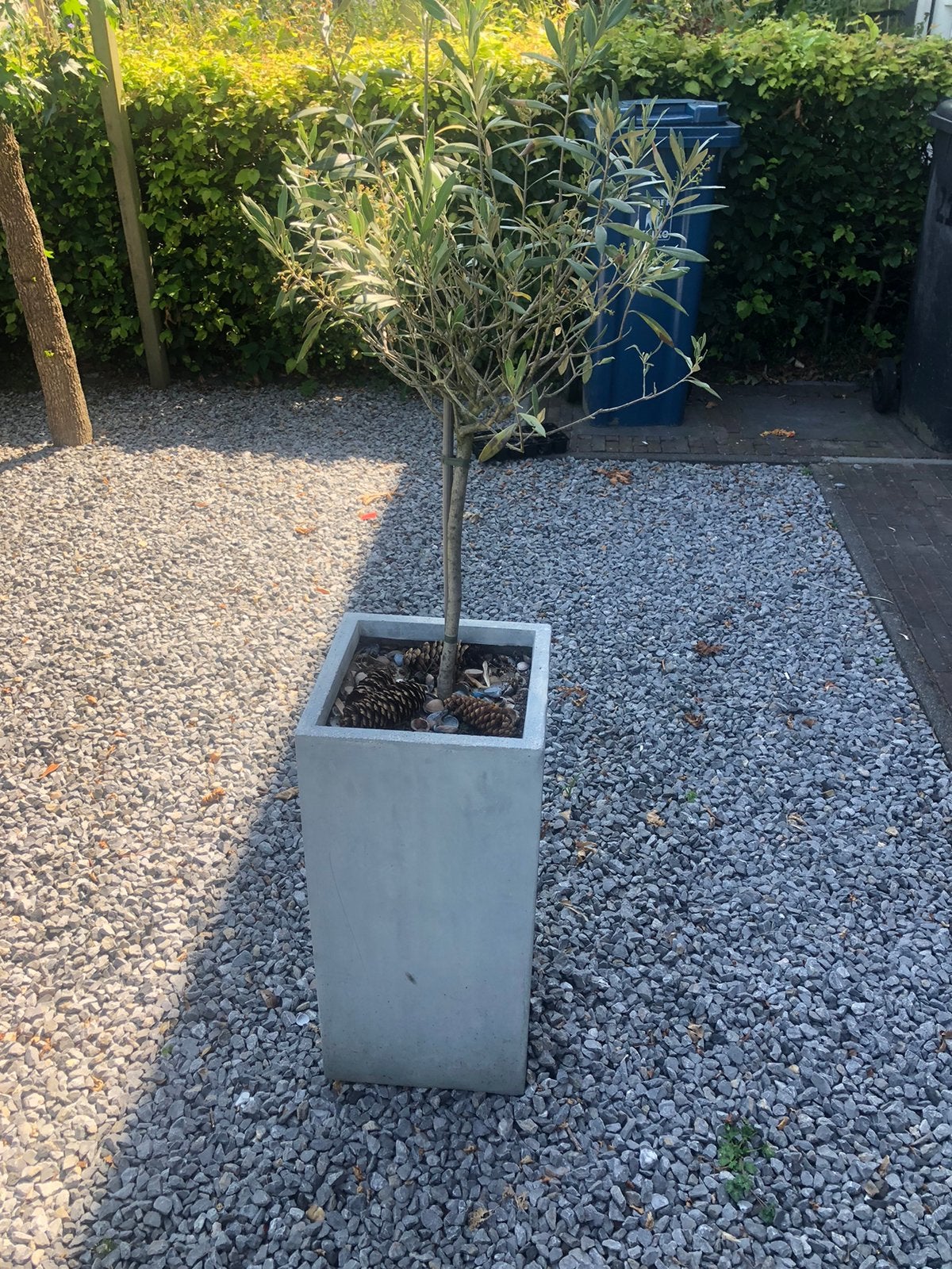 Pot/bloembak met olijfboompje, Ophalen, Zo goed als nieuw, Rond, Steen