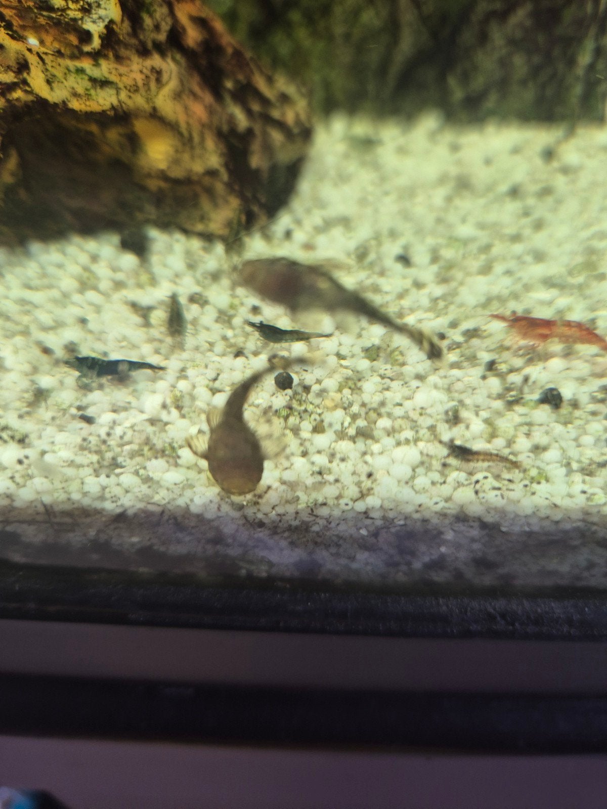 Algeneters Jonge borstelmeervallen, Dieren en Toebehoren, Vissen | Aquariumvissen, Vis