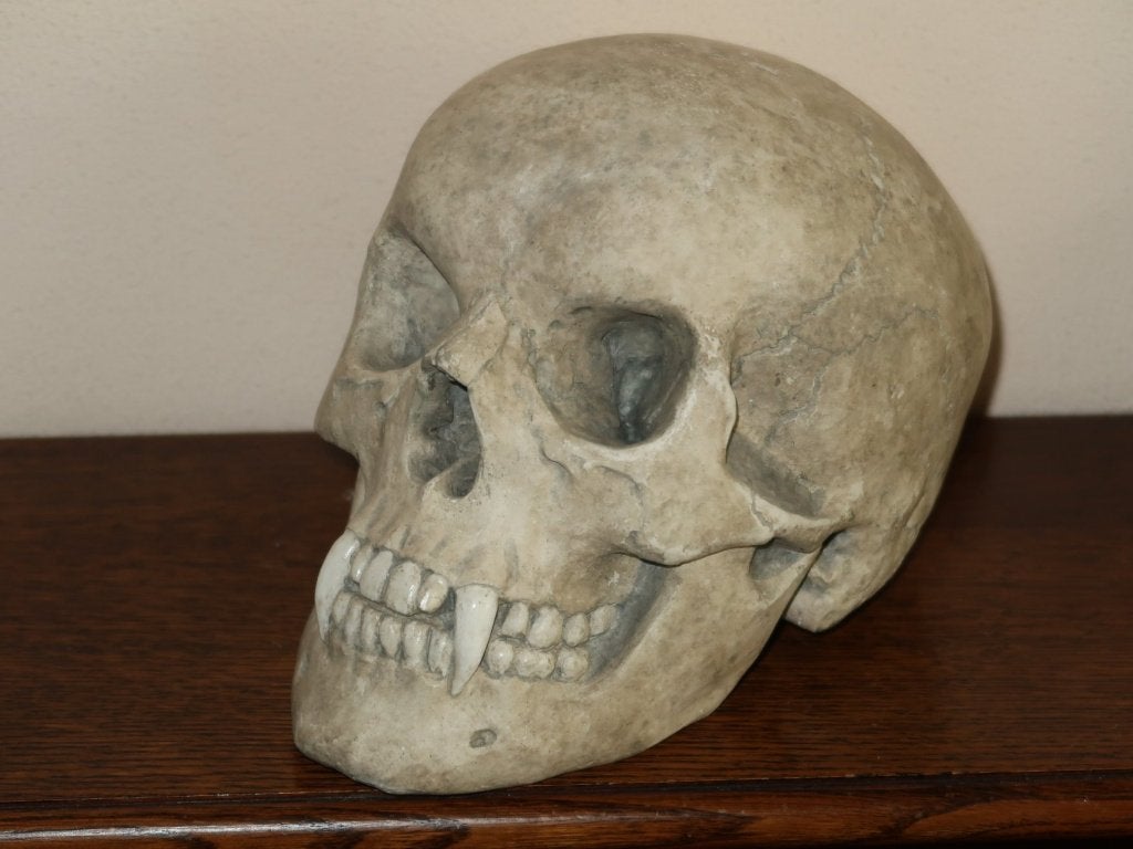 Vampier Schedel custom-made vampire skull, Dracula Halloween, Ophalen of Verzenden, Nieuw, Halloween of Griezel