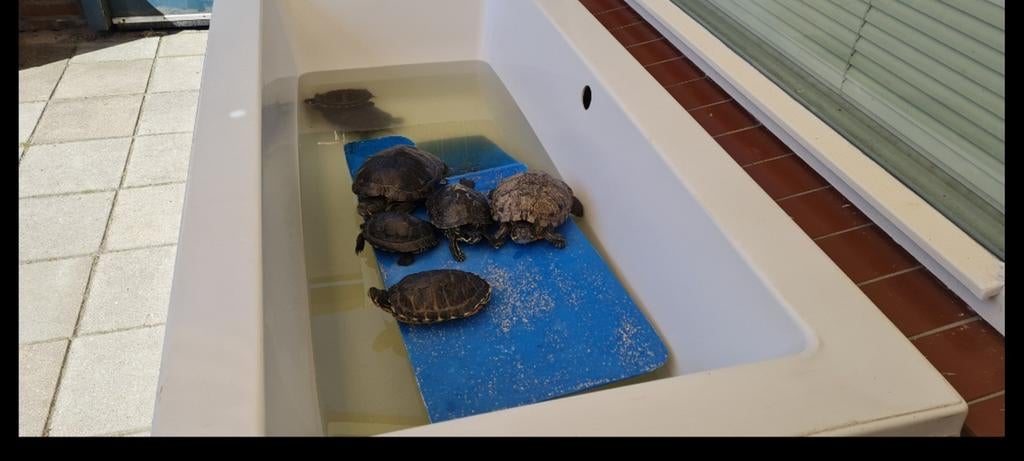 Gezocht gratis Waterschildpadden geel wang en roodwang, Dieren en Toebehoren, Schildpad, 0 tot 2 jaar