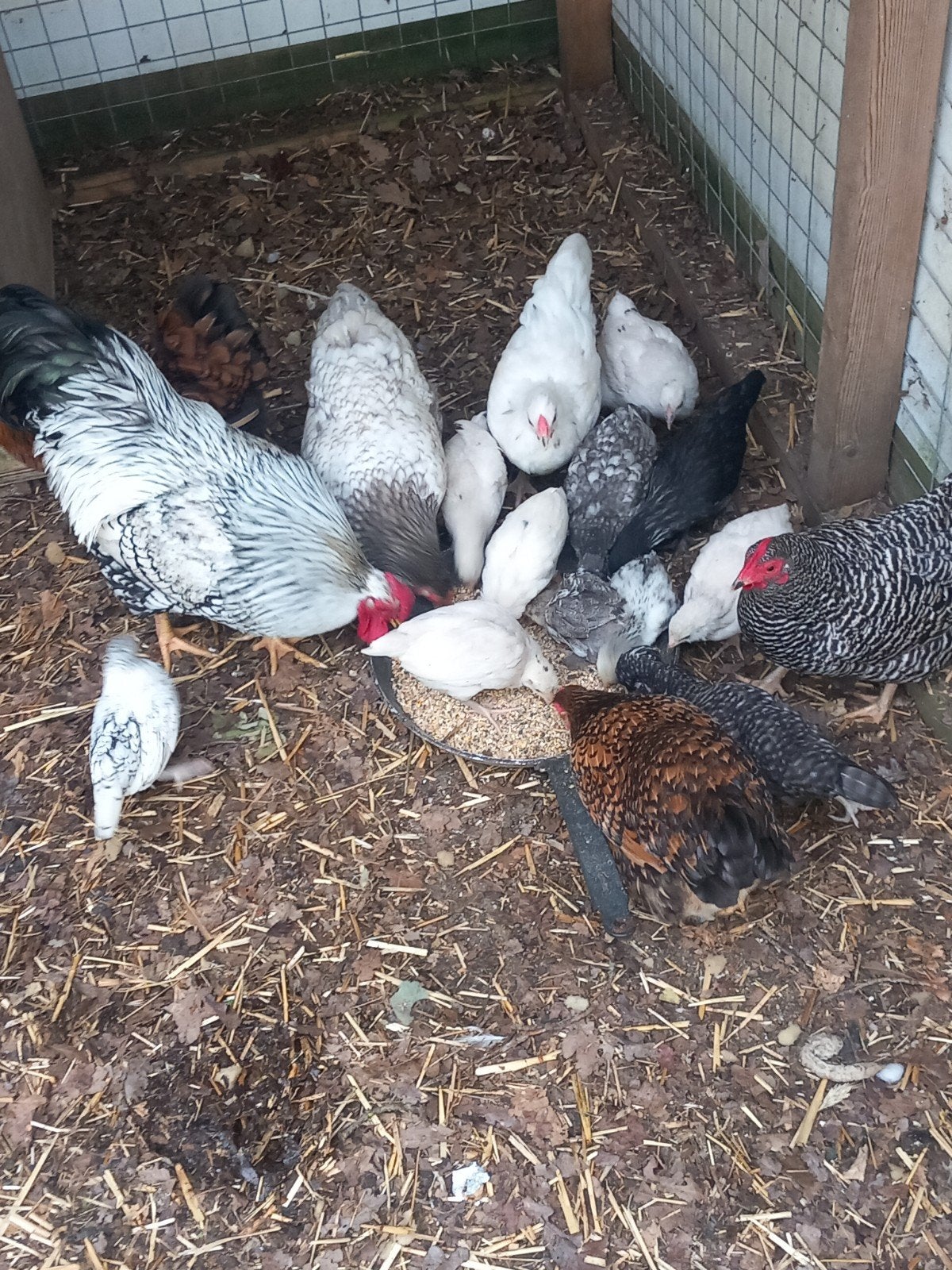 Kuikens kriel mix  wyandot kleurlegger, Geslacht onbekend, Kip