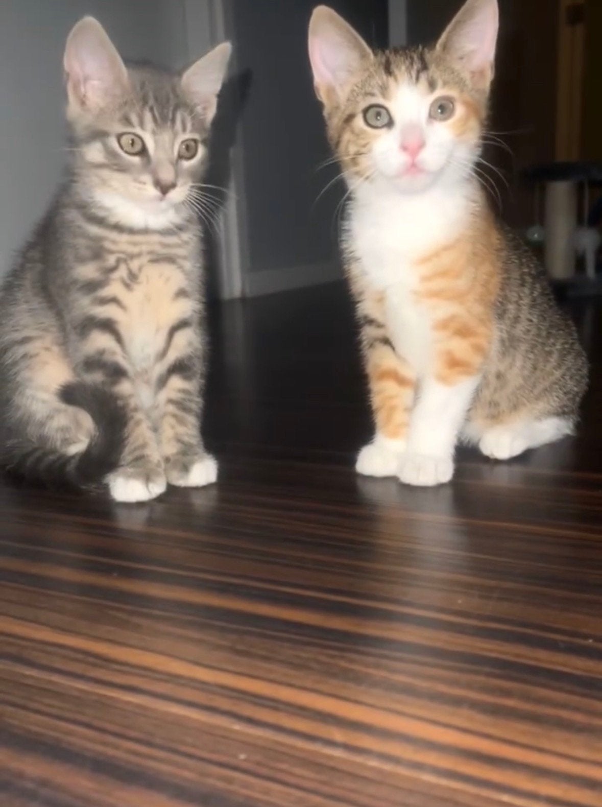 Broer & zus zoeken samen een gouden mandje ❤️, Meerdere dieren