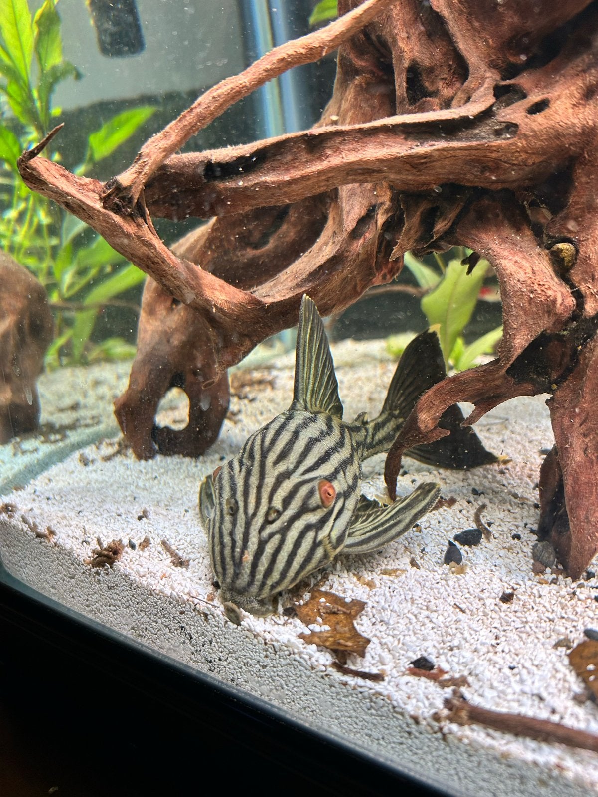 Royal Pleco L190, Vis, Zoetwatervis