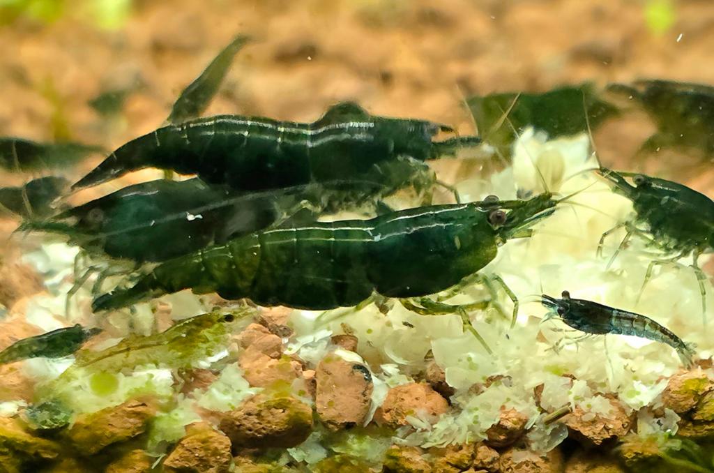 Neocaridina Green Jade garnalen  | Shrimporium, Kreeft, Krab of Garnaal