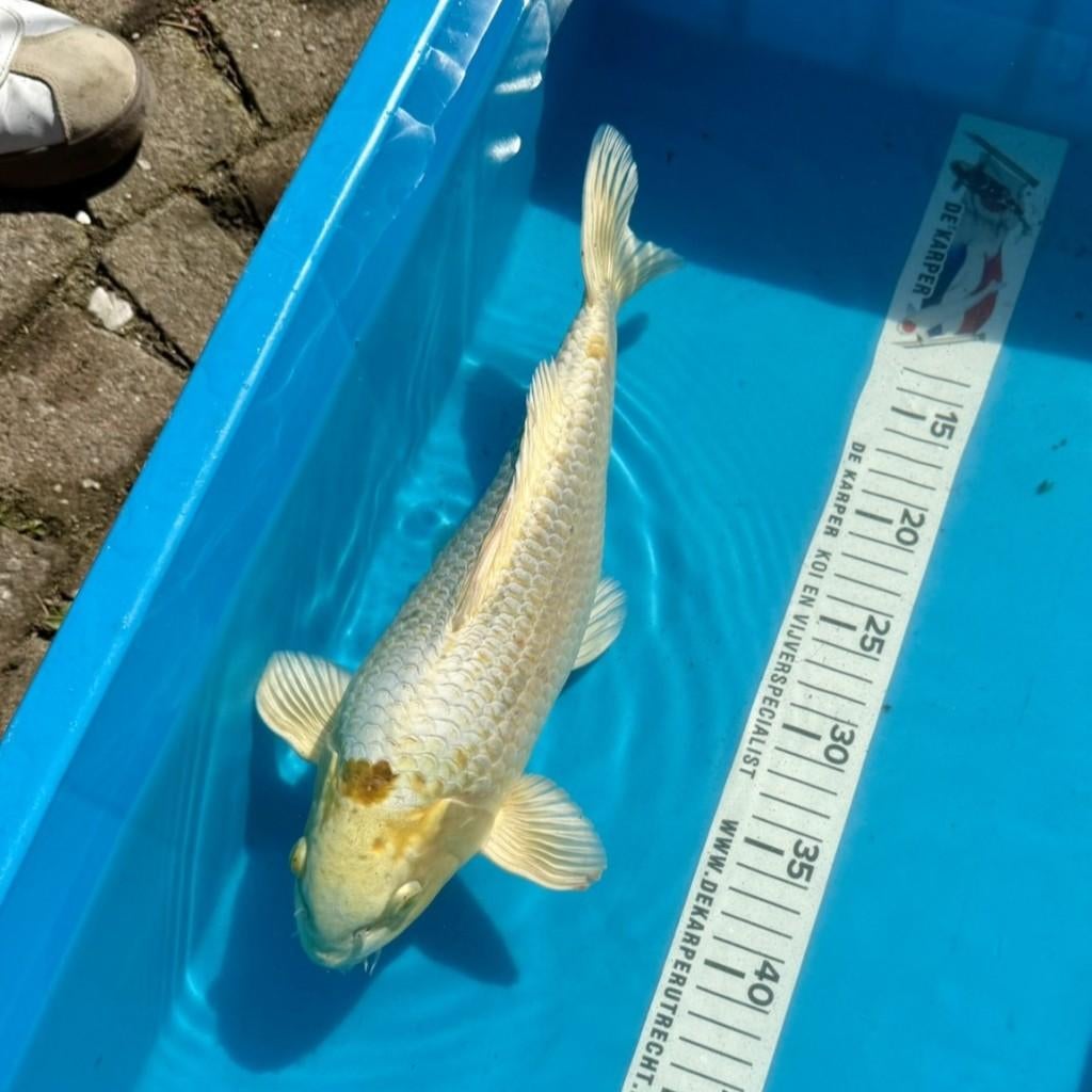 Koi karper Yamabuki (35cm), Karper of Koi