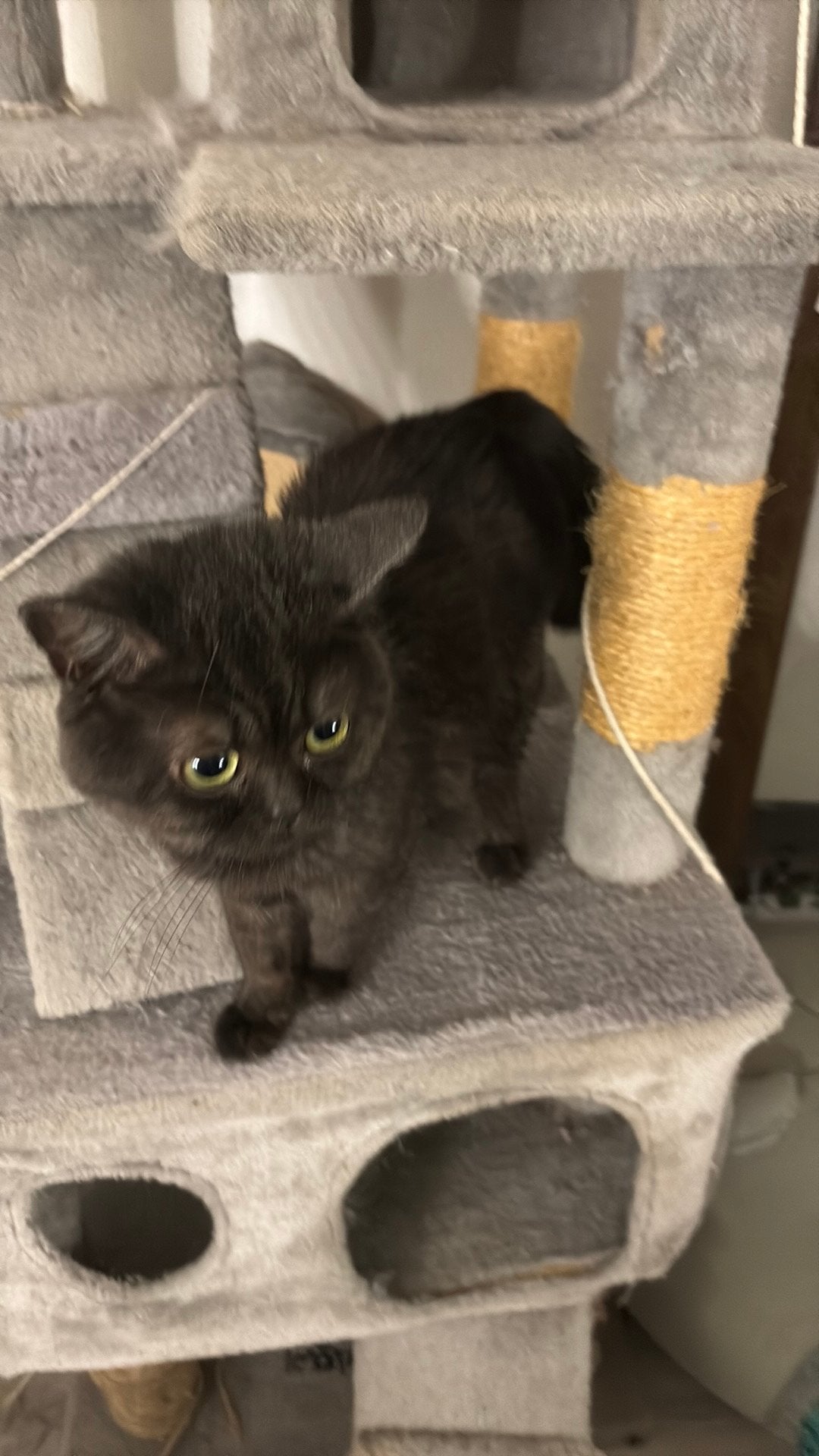 Lieve Britse korthaar 1 jaar, Kater, Gechipt, 0 tot 2 jaar