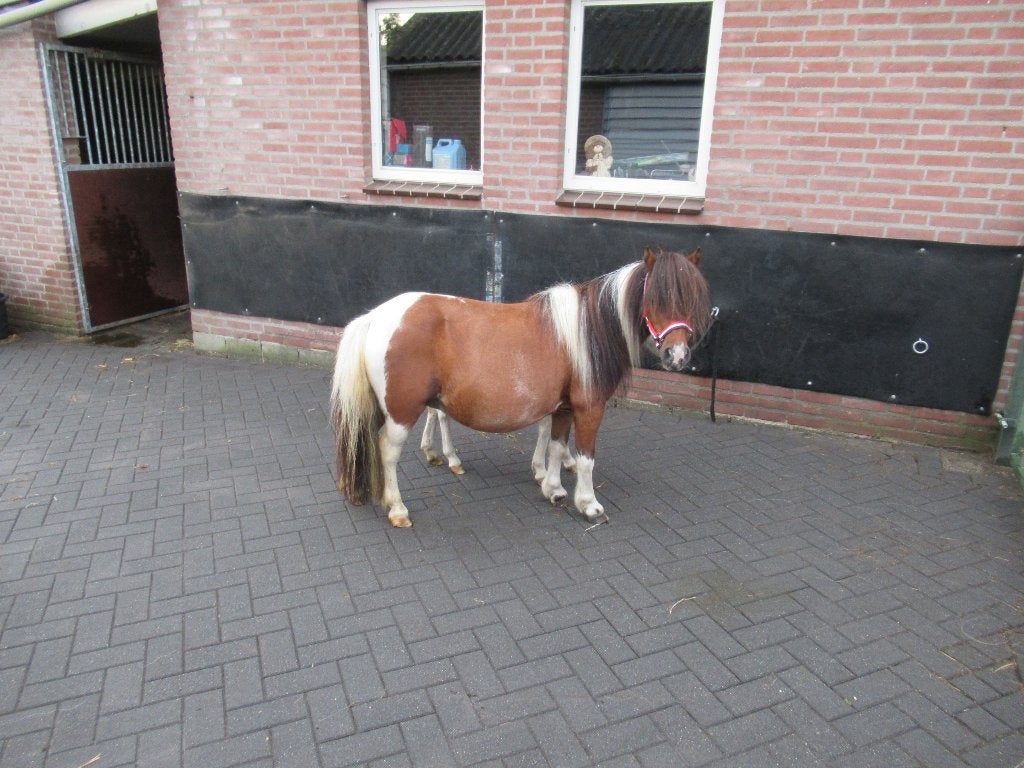 Zeer brave kinderpony Merel, Dieren en Toebehoren, Pony's, Merrie, Dressuurpony, A pony (tot 1.17m), Gechipt