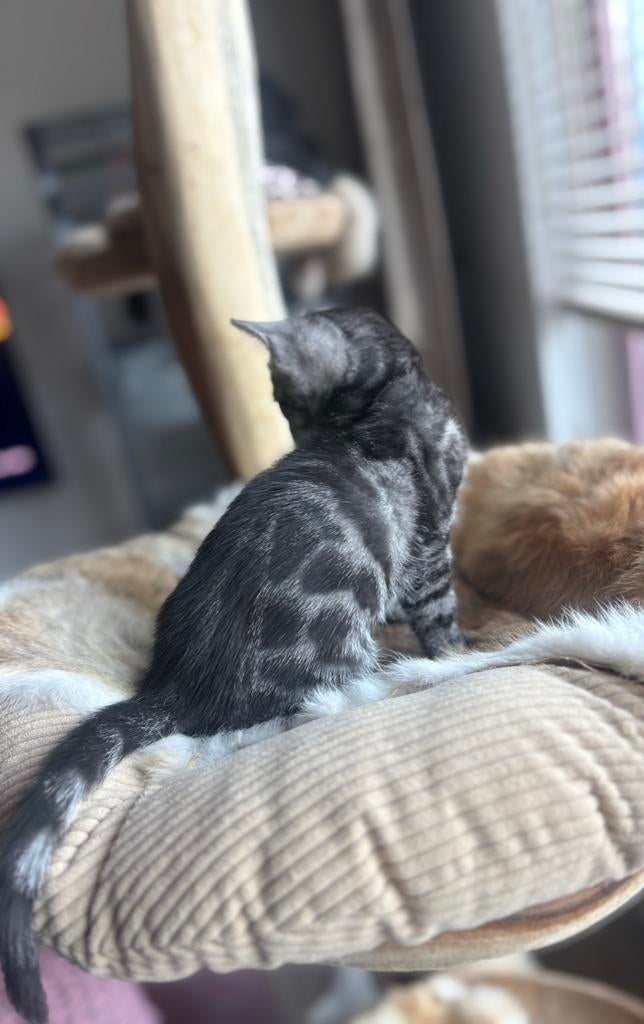 Silver Charcoal bengaal kitten, Dieren en Toebehoren, Katten en Kittens | Raskatten | Korthaar, Kater, 0 tot 2 jaar, Met stamboom