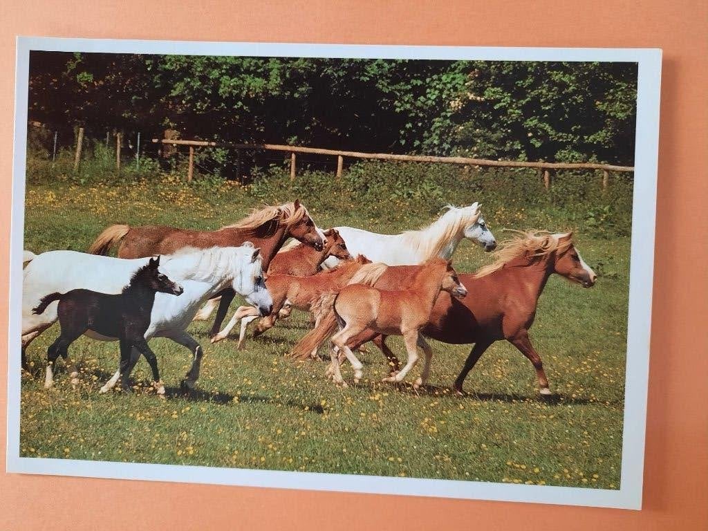 ansichtkaart kaart paard veulen, Verzamelen, Ophalen, 1980 tot heden, Ongelopen, Paard