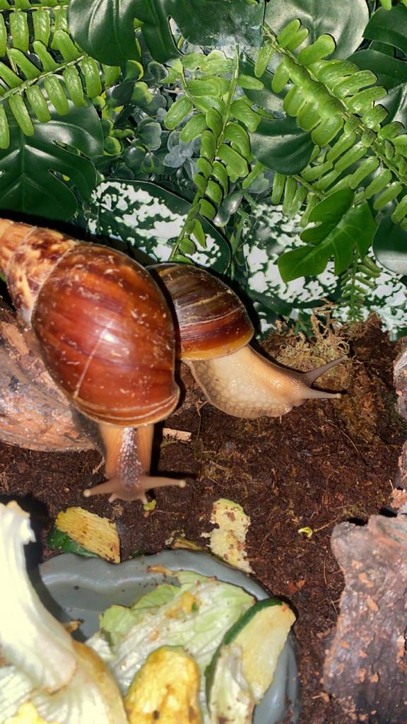 Reuzenslakken (agaatslakken), Maart, Meerdere dieren