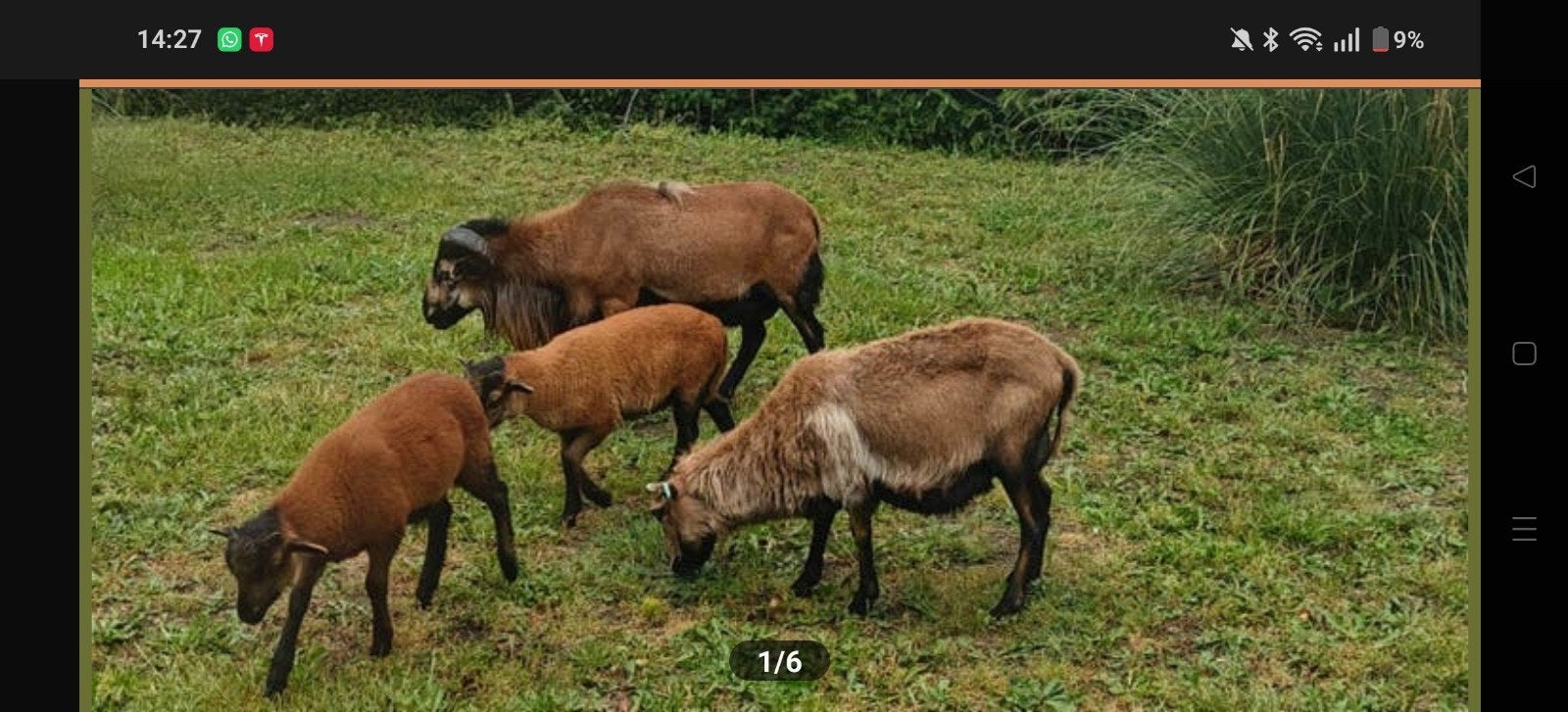 Kameroen schapen te koop, Dieren en Toebehoren, Meerdere dieren, Schaap