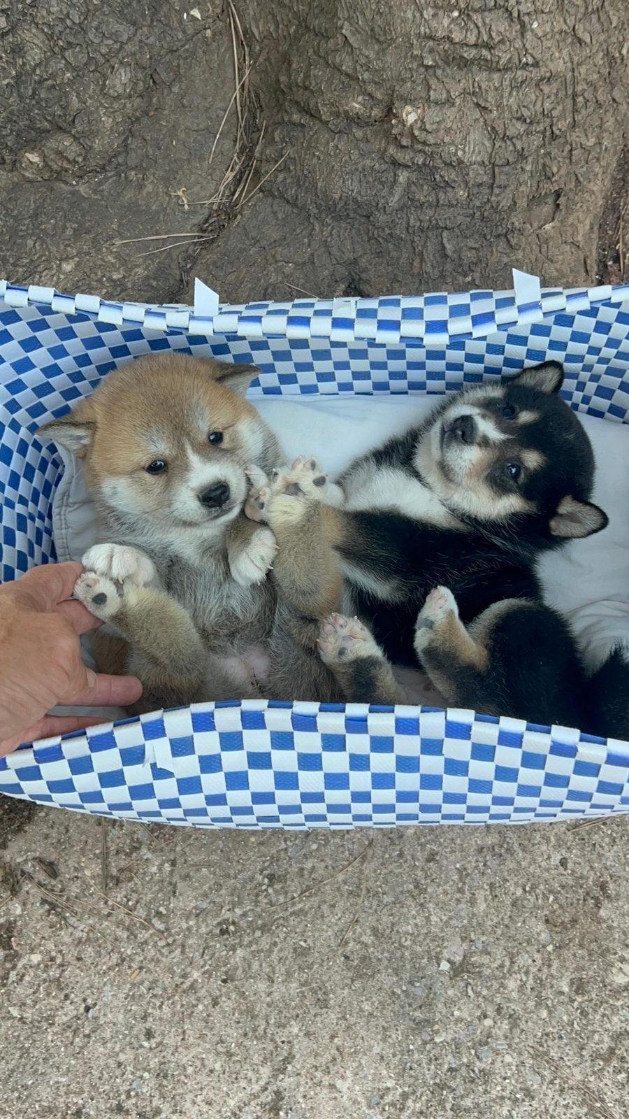 Shiba inu, Dieren en Toebehoren, Fokker | Hobbymatig, 8 tot 15 weken, Buitenland, Poolhond