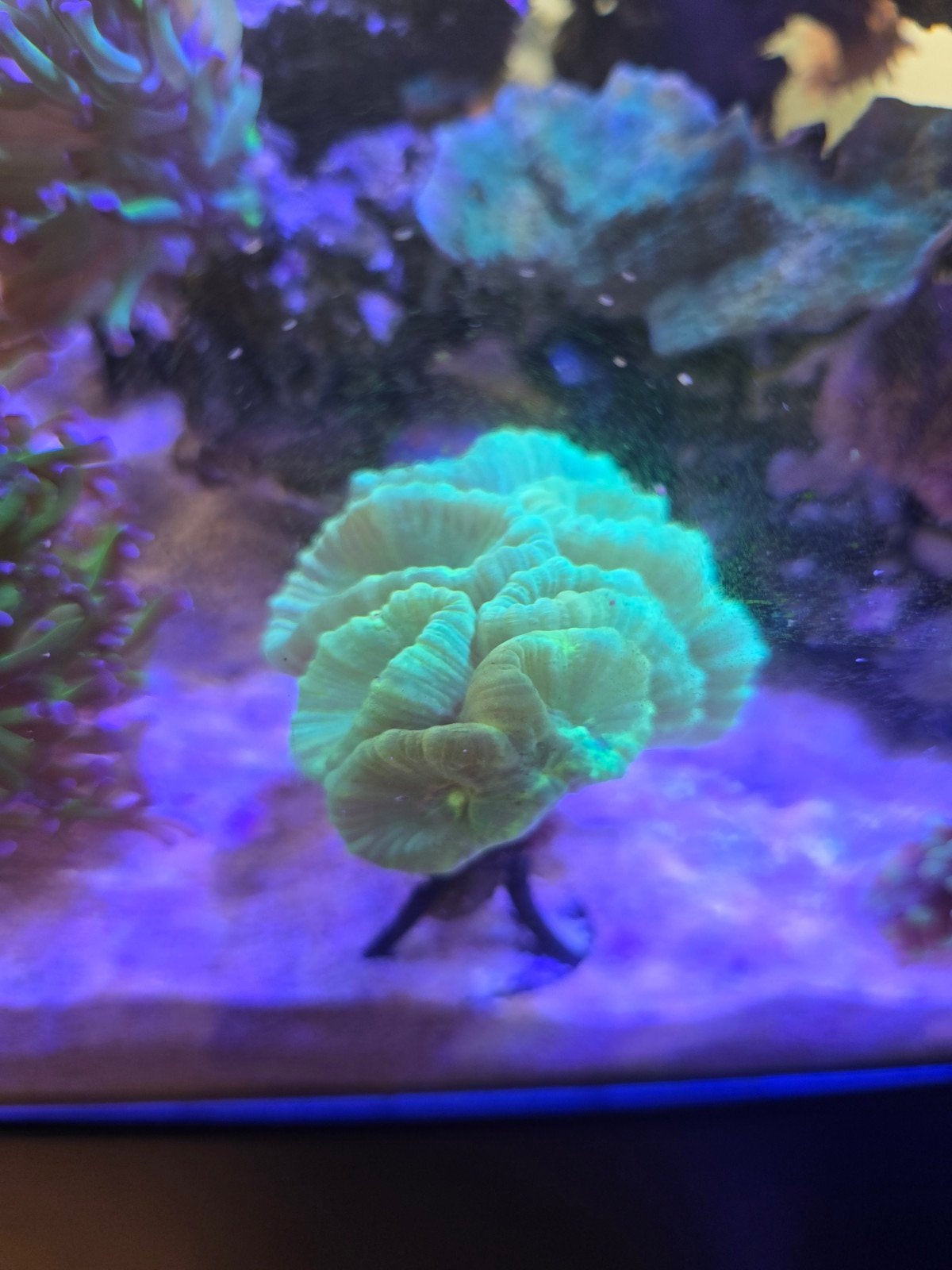 Caulastrea - ultra green, Vis, Zoutwatervis