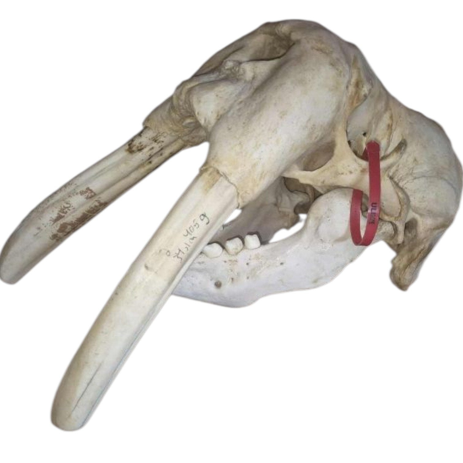 Walrus schedel met cites, Verzamelen, Ophalen of Verzenden, Nieuw