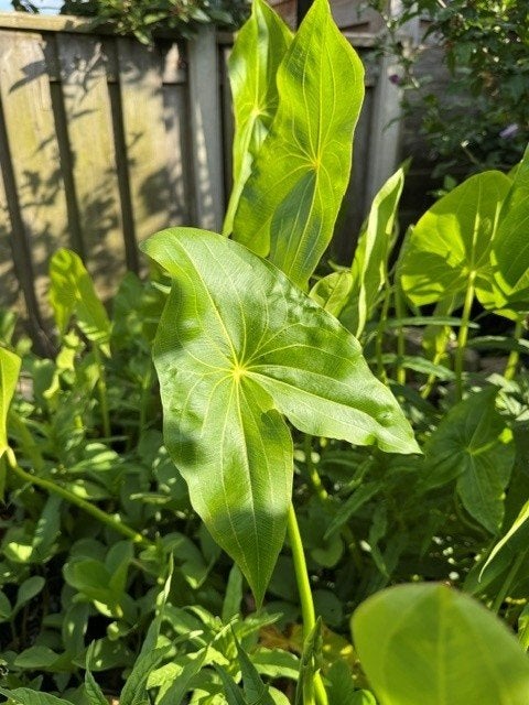 Diverse Vijverplanten, Vaste plant, Ophalen of Verzenden, Halfschaduw, Zomer