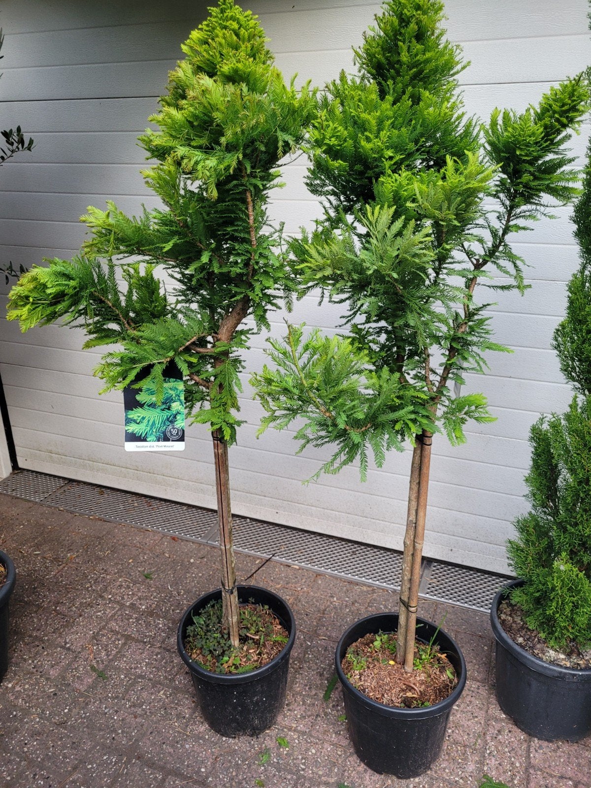 Taxodium dist. 'Peve Minaret' - Dwergmoerascipres, Bloeit niet, Overige soorten, 100 tot 250 cm, Ophalen