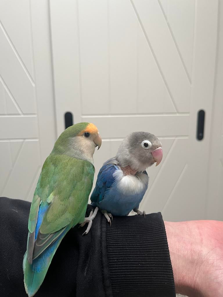 Goed huisje gezocht voor koppel agapornis 💕, Meerdere dieren, Parkiet, Tam