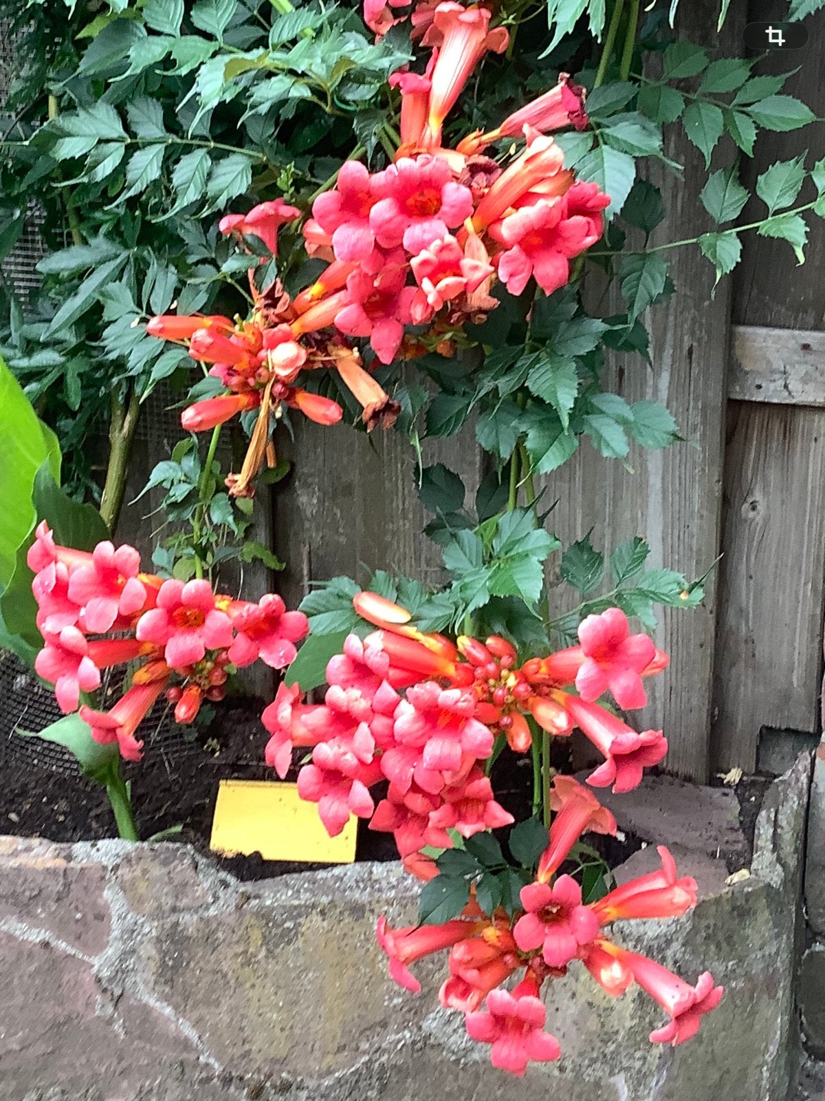 Trompetbloem plant, Tuin en Terras, Planten | Tuinplanten, Ophalen, Overige soorten, Volle zon
