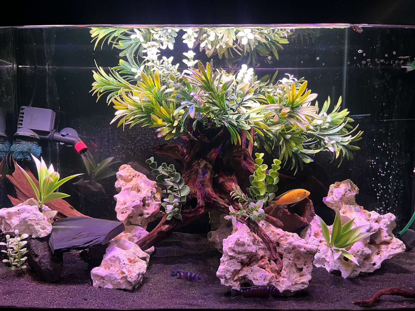 Mooi aquarium boompje decoratie, Ophalen of Verzenden, Zo goed als nieuw, Leeg aquarium