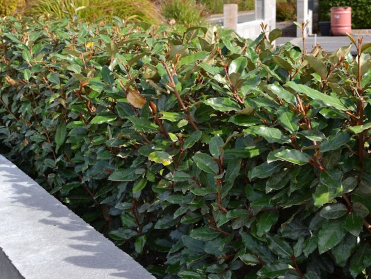 Elaeagnus  ebbingei / Olijfwilg / Zware kwaliteit, Ophalen of Verzenden, Overige soorten, Haag, 100 tot 250 cm