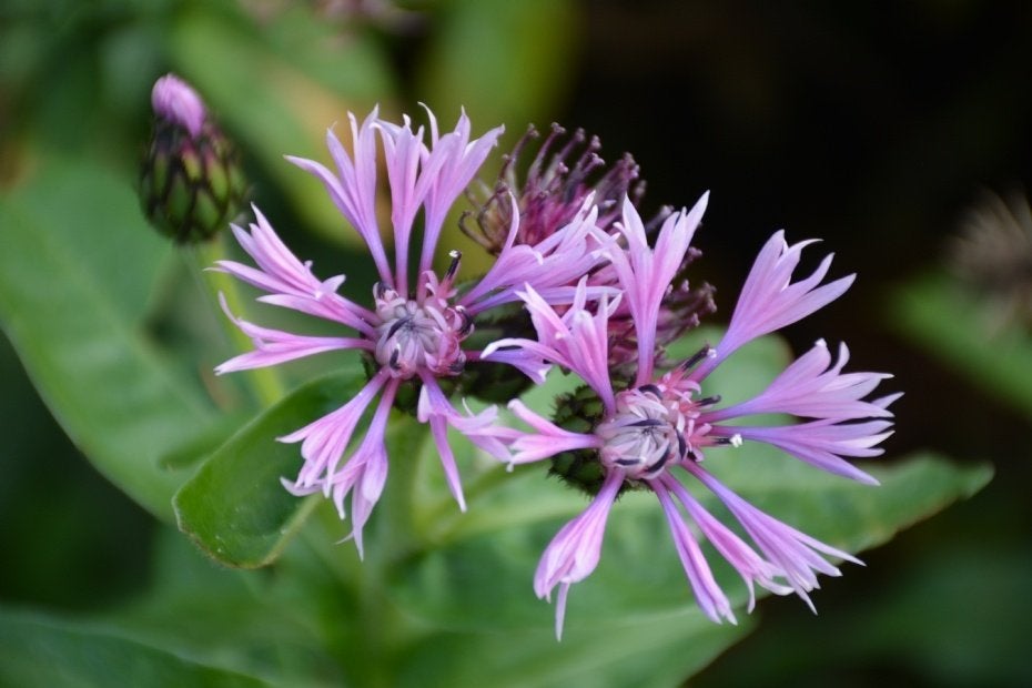 Nieuw! Top 10 duurzame vaste planten bestel je bij WarmGroen, Tuin en Terras, Overige soorten, Volle zon, Vaste plant, Ophalen of Verzenden