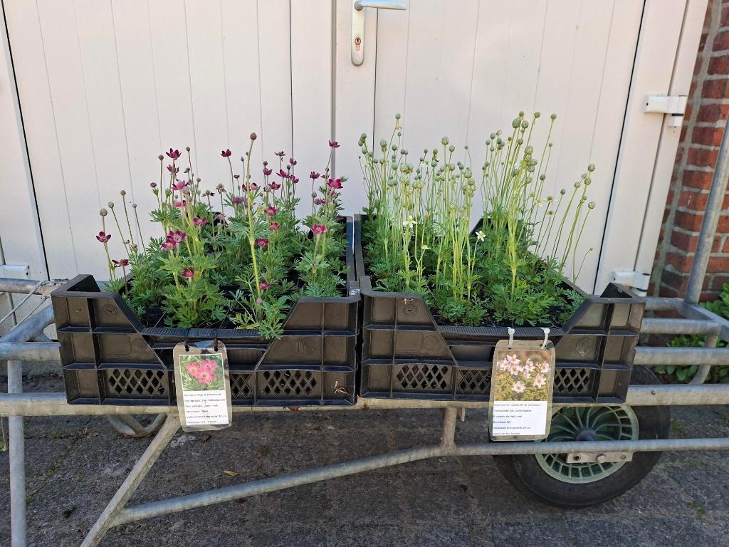 Bloeiende soorten Anemone multifida (anemoon) in pot!, Ophalen, Overige soorten, Volle zon