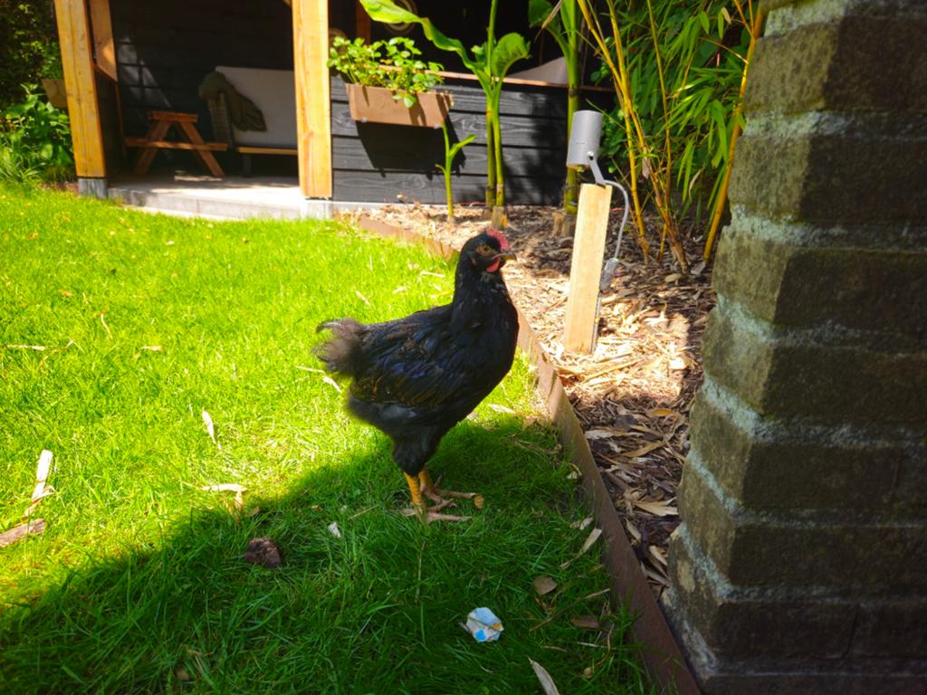Barnevelder groot, gratis, Dieren en Toebehoren, Pluimvee, Mannelijk, Kip