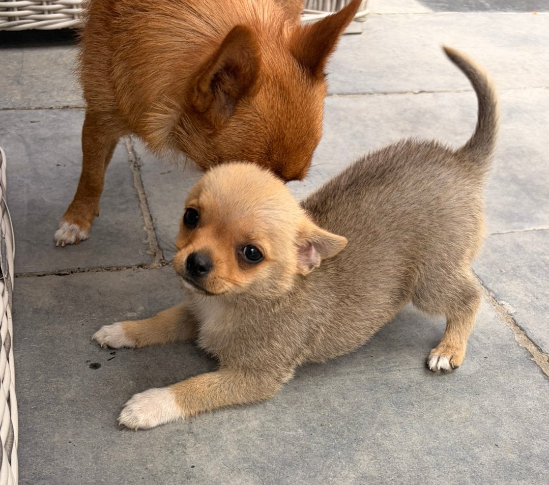 Chihauhau pup reutje, HCC (leverziekte), Reu, 8 tot 15 weken, Eén hond