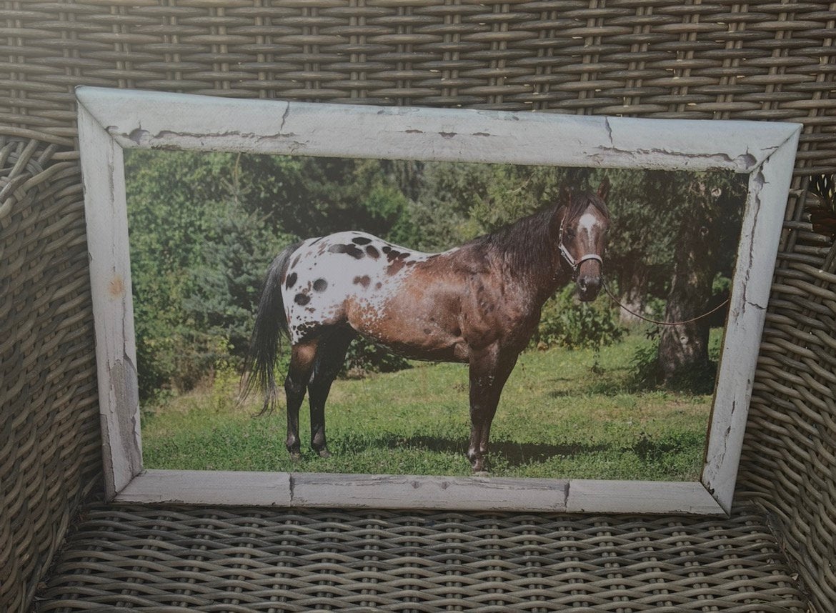 Set van twee buitencanvassen / tuincanvassen paarden, Ophalen of Verzenden, Zo goed als nieuw