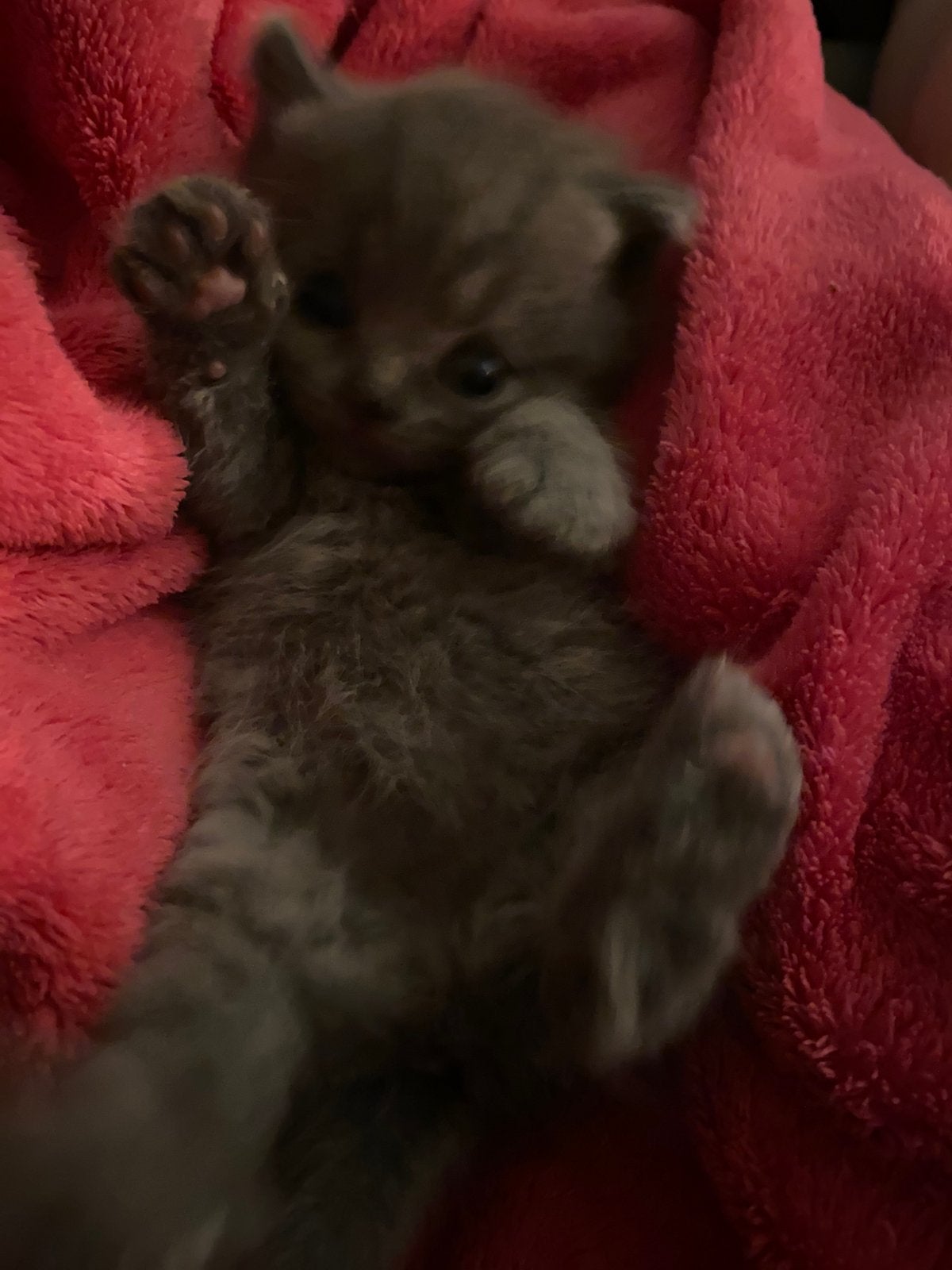 Britse korthaar kittens blue zoeken liefdevol huisje, Meerdere dieren, Ontwormd, 0 tot 2 jaar