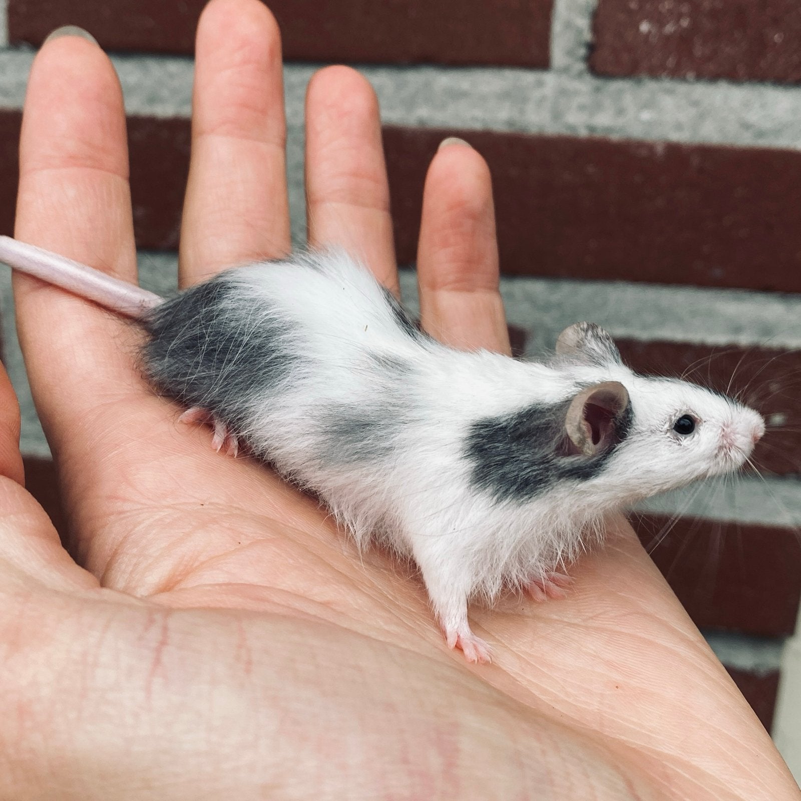 Langhaar Kleurmuizen van hobbyfokker, Dieren en Toebehoren, Muis, Juli, Meerdere dieren, Tam
