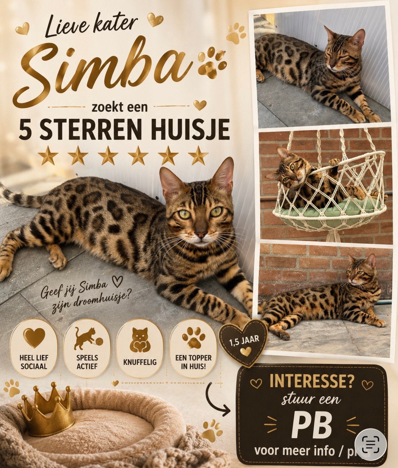Deze lieve bengaal kater simba zoekt een 5 sterren huisje, Kater, Gechipt, 0 tot 2 jaar