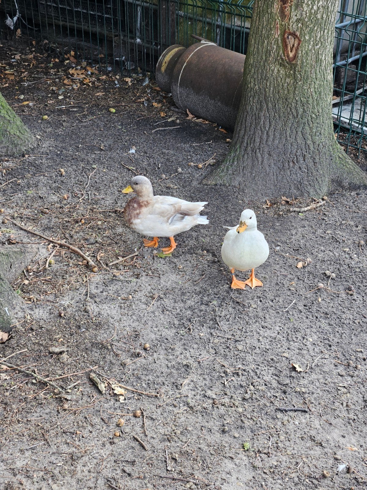 koppel kwakers, Dieren en Toebehoren, Pluimvee, Meerdere dieren, Eend