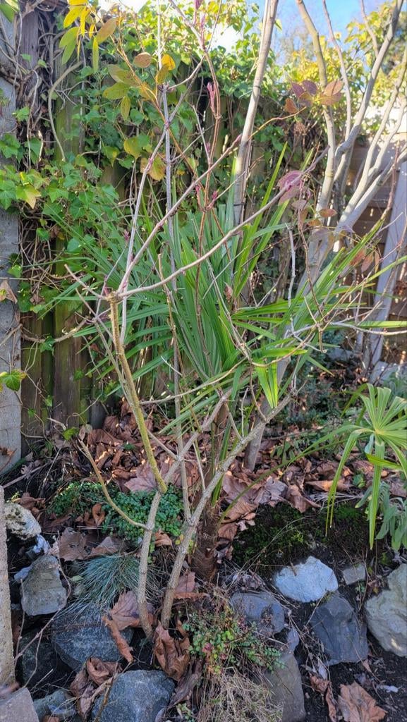 Gewone Vlier (Sambucus nigra) - Robuuste struik, Overige soorten, Lente, 100 tot 250 cm, Ophalen